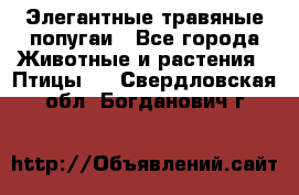 Элегантные травяные попугаи - Все города Животные и растения » Птицы   . Свердловская обл.,Богданович г.